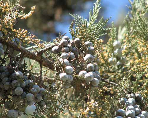 Juniperus excelsa