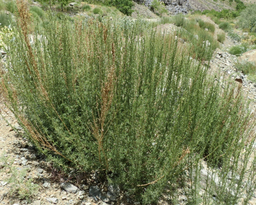 Artemisia Aucheri