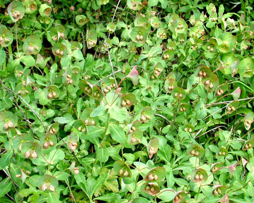 Euphorbia macrostegia