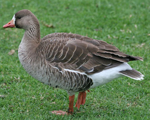 Great white-fronted Goose