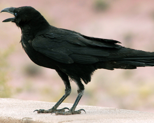 Raven(Common Raven)