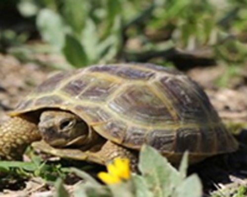 Mediterranean Spur-thighed Tortoise