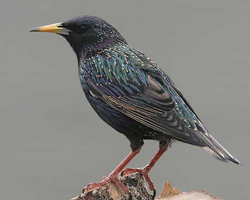 Starling (Common Starling)