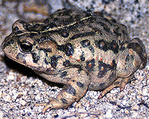 Lorestan toad