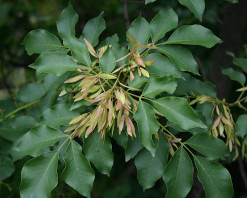 Fraxinus rotundifolia